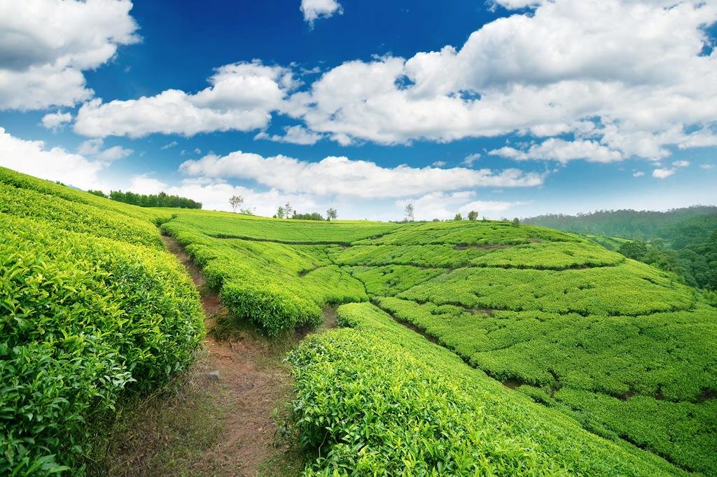 10 daagse fly drive sri lanka in vogelvlucht 10 daagse fly drive Sri Lanka in Vogelvlucht