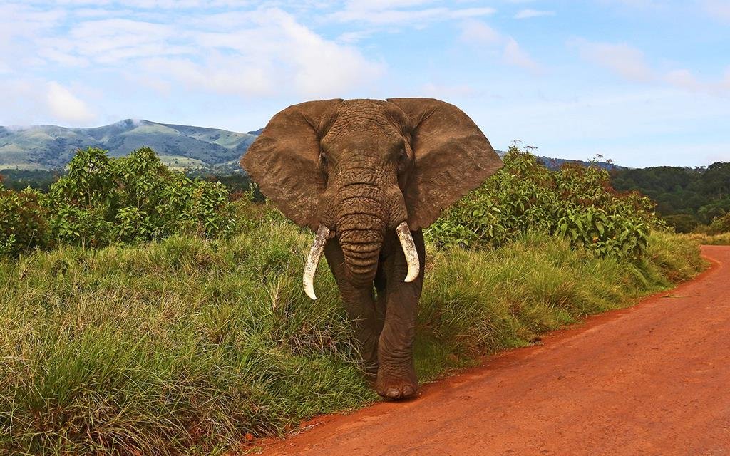 13 daagse safari het beste van tanzania & zanzibar 13 daagse safari het beste van Tanzania & Zanzibar