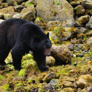 21 daagse fly drive West Canada Compleet