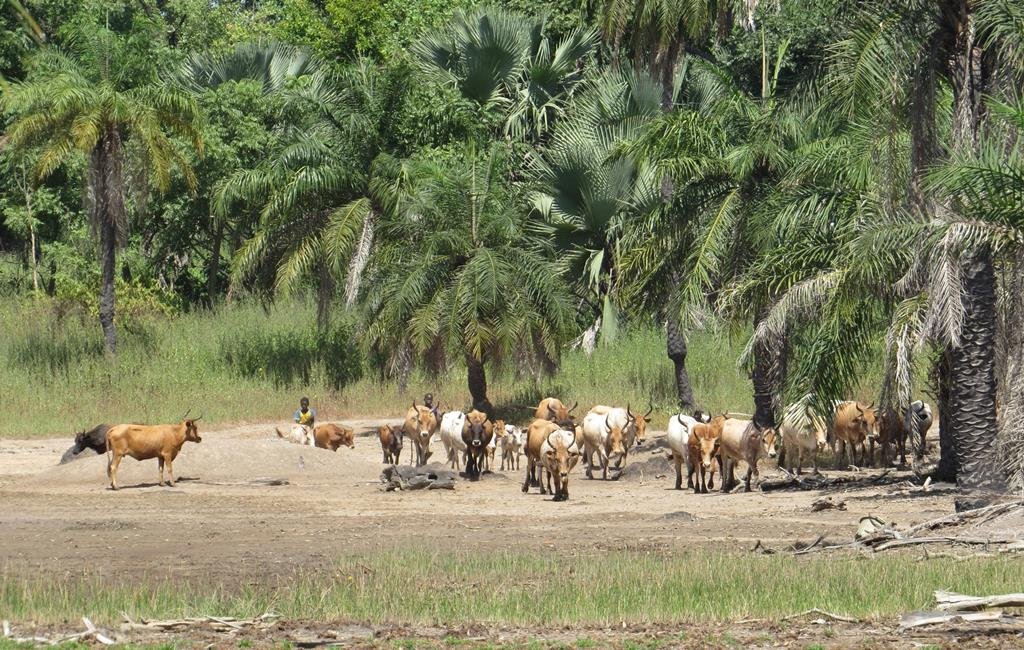 8 daagse combinatiereis beleef het échte gambia 8 daagse combinatiereis Beleef het échte Gambia