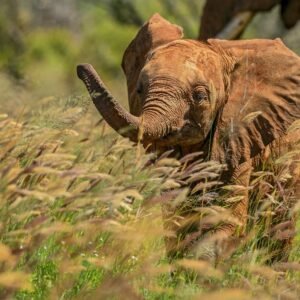 9 daagse safari Tsavo & Taita