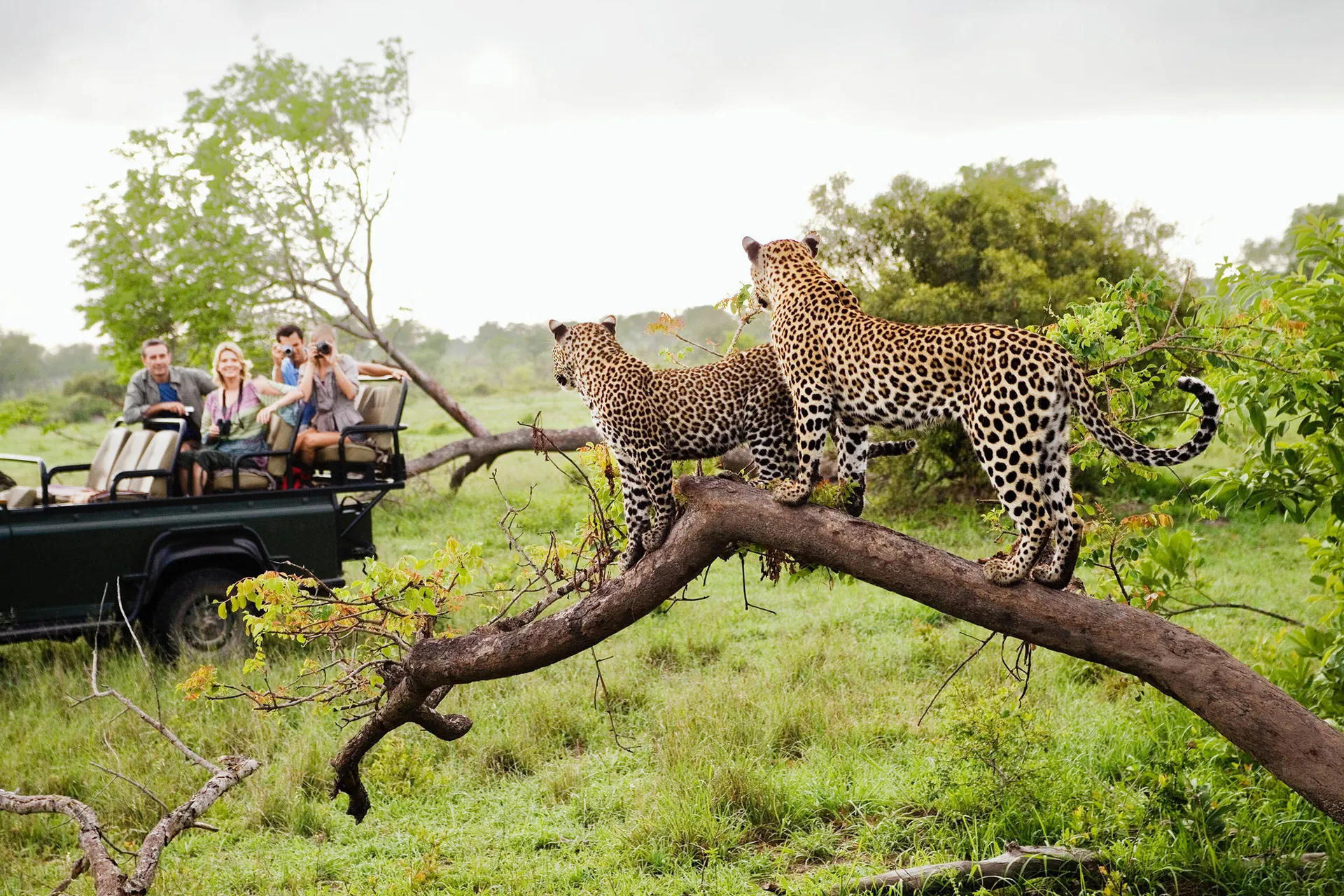 ontdek het noorden van zuid afrika incl. kruger Ontdek het Noorden van Zuid-Afrika incl. Kruger