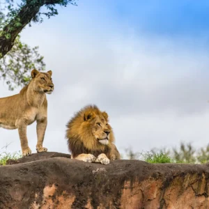 Zuid-Afrika in Stijl