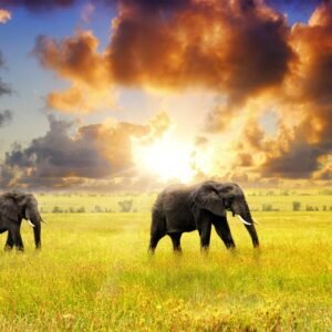 16 daagse safari Selous & Zanzibar