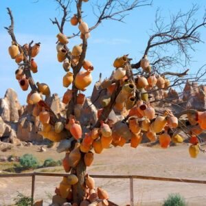 8-daagse rondreis Wonderlijk CappadociÃ«