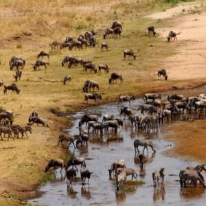 13 daagse safari Ritme van Serengeti & Zanzibar