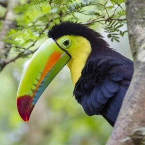 21-daagse rondreis Puur Costa Rica met Corcovado