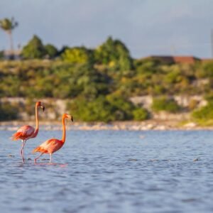 7 dg cruise Caribische Zee MSC Meraviglia