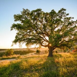 8 daagse fly drive Portugal Algarve & Alentejo