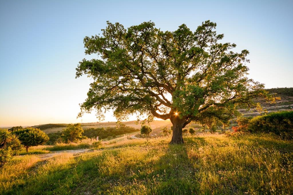 8 daagse fly drive portugal algarve & alentejo 8 daagse fly drive Portugal Algarve & Alentejo